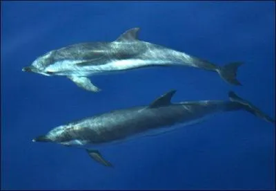 Combien y a-t-il d'espèces de mammifères marins ?