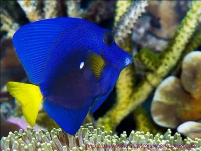 Comment s'appelle ce poisson ?