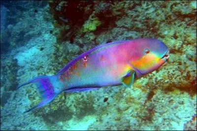 Comment s'appelle ce poisson ?