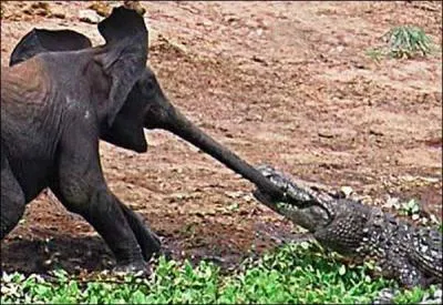 Il n'est pas bon de se frotter à l'animal de droite, l'un des personnages Disney l'apprit à ses dépens et y laissa la main, oui mais dans quelles aventures ?