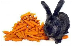 Quelle célèbre expression associez-vous à cette image ?