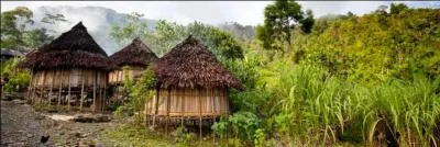 Quel est le milieu de vie du dendrolague ?