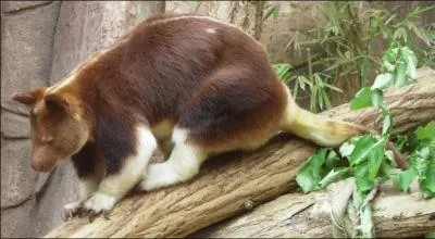 Quel est son poids en général ?