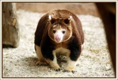 Combien mesure sa queue en général ?