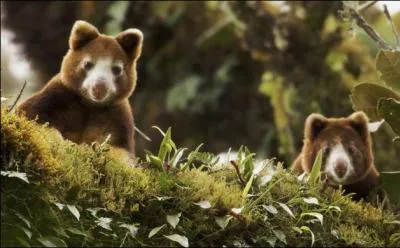 Quand le petit quitte sa mère, quel âge a-t-il ?