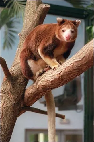 Vrai ou faux ? Le dendrolague mange des écorces d'arbres .