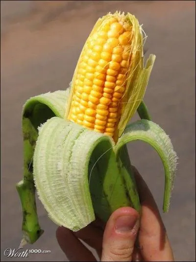 Comment pourriez-vous appeler cet aliment ?