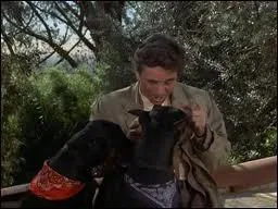 Dans quel &eacute;pisode y a-t-il des chiens ?