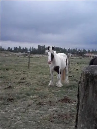 Comment s'appelle cette robe ?