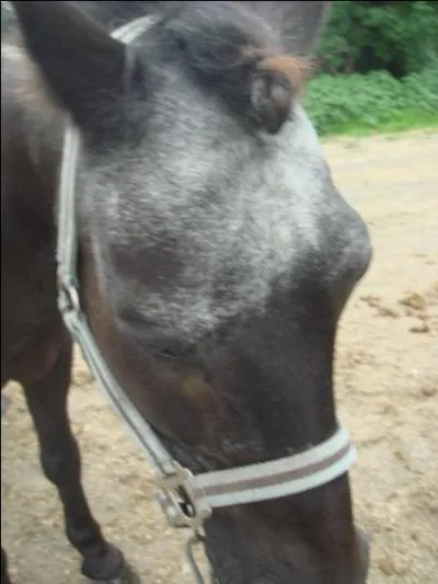Ce cheval n'est sûrement pas ?