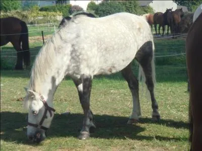 Comment s'appelle cette robe ?