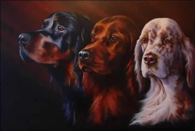 Le setter irlandais descend du croisement du :