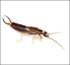 Animaux - A quelle famille d'insectes le perce-oreille appartient-il ?