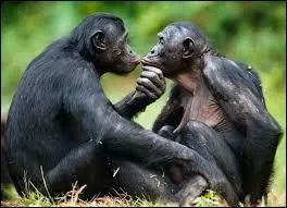 Sur le plan génétique, le bonobo est le singe le plus proche de l'homme. Les bonobos sont aussi connus pour résoudre leurs conflits d'une manière particulière. Laquelle est-ce ?