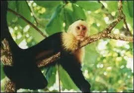 Ce petit singe est le compagnon de "Ace Ventura", le loufoque détective animalier interprété au cinéma par Jim Carrey. De quelle espèce est ce primate ?