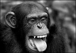 Qui est le célèbre héros accompagné de la non moins célèbre Cheeta dans ses aventures ?