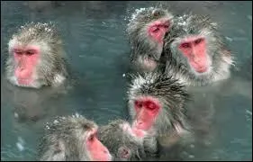 Ces macaques, à l'épaisse fourrure leur permettant de résister à de froides températures, ont l'habitude de se réchauffer dans des sources d'eau chaude présentes dans leur habitat. Où trouve-t-on ces singes ?