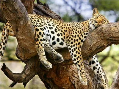 Même le jaguar d'Amérique peut parfois avoir envie de planer, et pour ça il a trouvé une solution ...