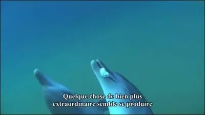 Et vous croyez que les dauphins ne se shootent pas ? Pensez-vous, eux aussi ont trouvé la combine ...