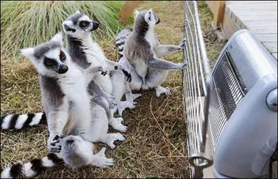 A Madagascar, les lémuriens ont trouvé une façon originale de s'envoyer en l'air, ils croquent ...