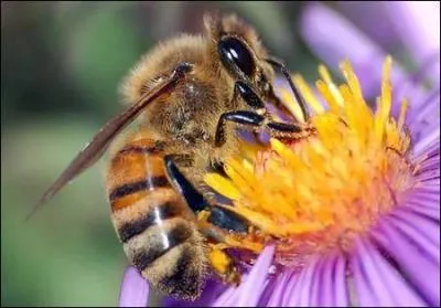 Les abeilles ne dérogent pas à la règle, surtout lorsqu'elles trouvent de l'alcool ...