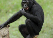 Quiz Le bonobo