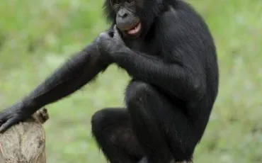 Quiz Singes