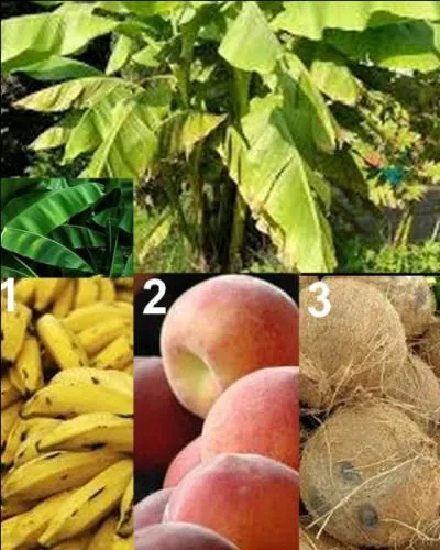 Quel est le fruit de cette plante ?