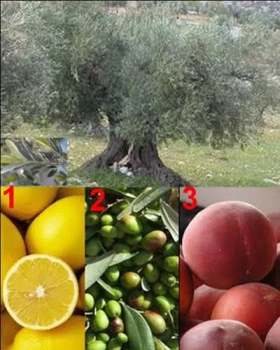 Quel est le fruit de cet arbre ?