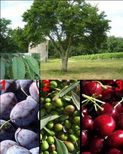 Quel est le fruit de cet arbre ?