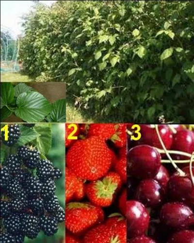 Quel est le fruit de cet arbre ?