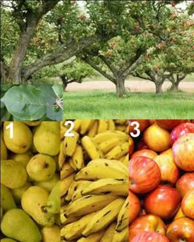 Quel est le fruit de cet arbre ?