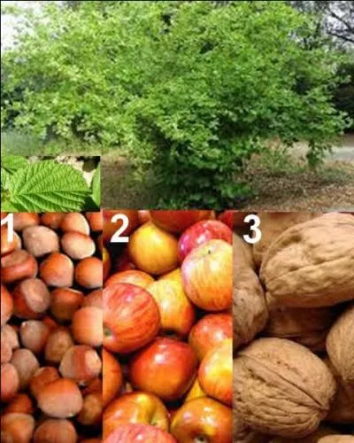 Quel est le fruit de cet arbre ?