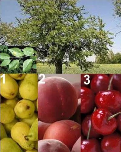 Quel est le fruit de cet arbre ?