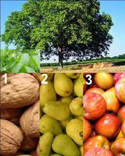 Quel est le fruit de cet arbre ?