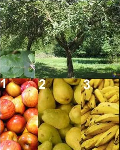 Quel est le fruit de cet arbre ?