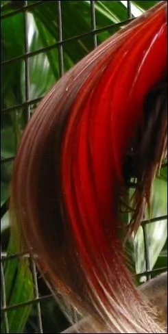 Cette queue est celle d'un : (Il est originaire de Nouvelle-Guinée)