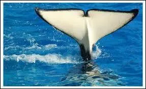 Celle-ci est probablement plus connue, mais saurez-vous tout de même à quel animal elle appartient ? (on dit souvent de cet animal 'un' alors que c'est 'une')