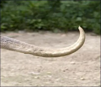Quel animal peut-il posséder ce genre de queue ?