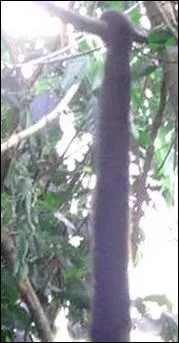 C'est une queue de singe, on est bien d'accord, mais il s'agit duquel ?