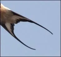 C'est une queue d'oiseau, mais lequel ?
