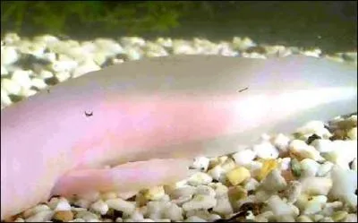 En voilà une queue bizarre, l'animal ne l'est pas moins, quel est-il ?