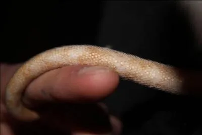 Ceci est une queue de :