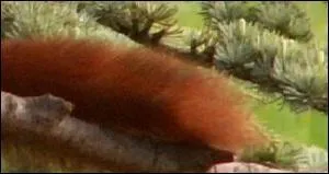 A quel animal appartient ce beau panache ?