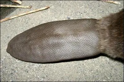 Cette queue plate vous évoque quel animal ?