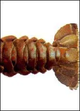 A quel crustacé appartient cet appendice caudal ? (Une bonne fricassée est à la portée de tous, pour peu qu'on se mouille un peu les pieds) ;-)