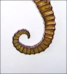 Recourbée, mais pas toujours, c'est la queue de quel animal ?