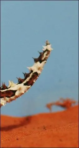 C'est la queue d'un animal que vous avez déjà vu, si vous jouez les quizz de Moquette.