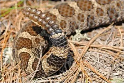 Voici la queue d'un serpent que beaucoup craignent de rencontrer et à juste raison.