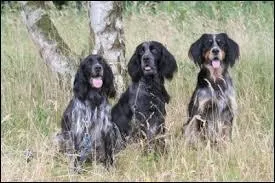 Quels chiens entrent dans le 7e groupe de classification ?